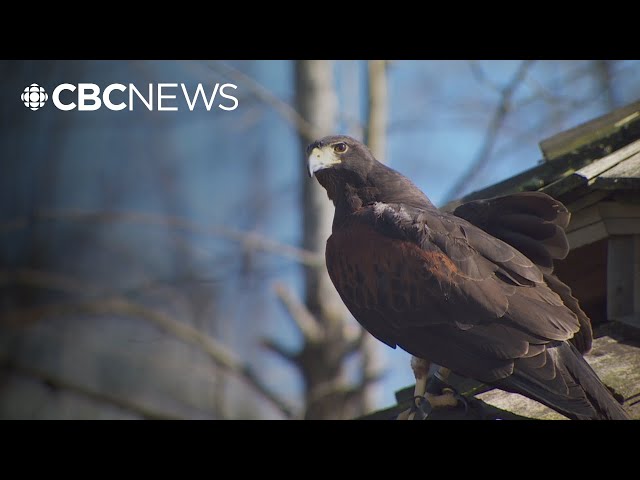 ⁣Meet the hawk who works for the city of Burnaby