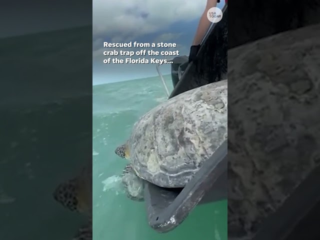 ⁣Sea turtle with amputated flipper makes trek back home #Shorts