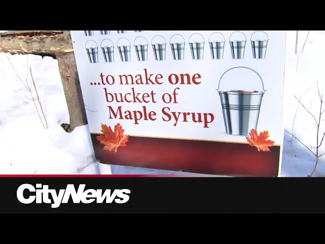 ⁣Maple Syrup festivals a sweet start to spring