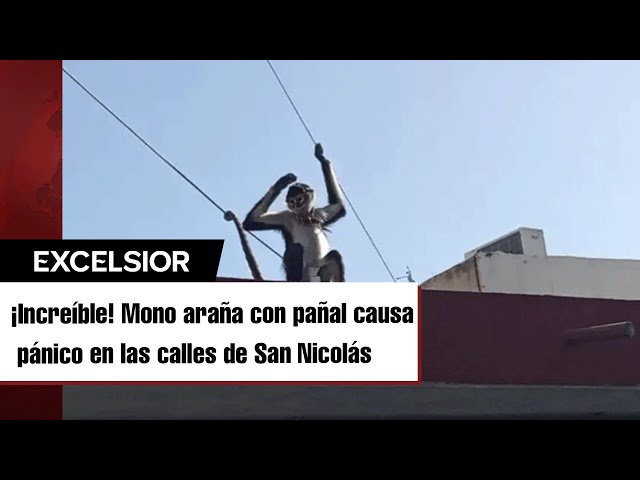 ⁣Mono araña escapa de su casa con todo y pañal; causa revuelo en calles de NL