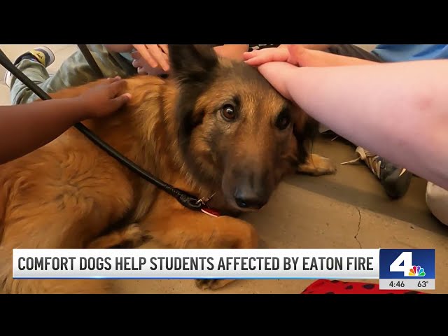 ⁣Comfort dogs help Altadena students affected by Eaton Fire