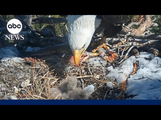 ⁣Baby animals make their debuts across America