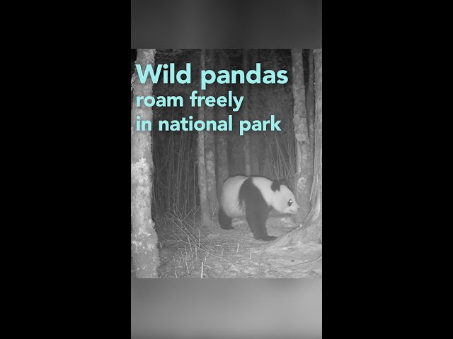 Wild pandas roam freely in national park