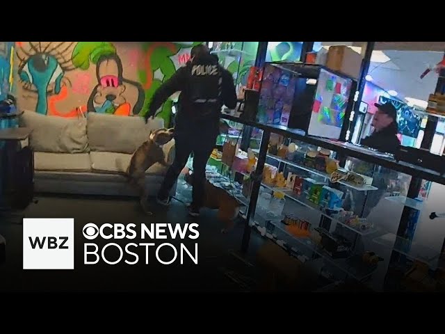 ⁣Video shows dogs attacking police during search inside Massachusetts store