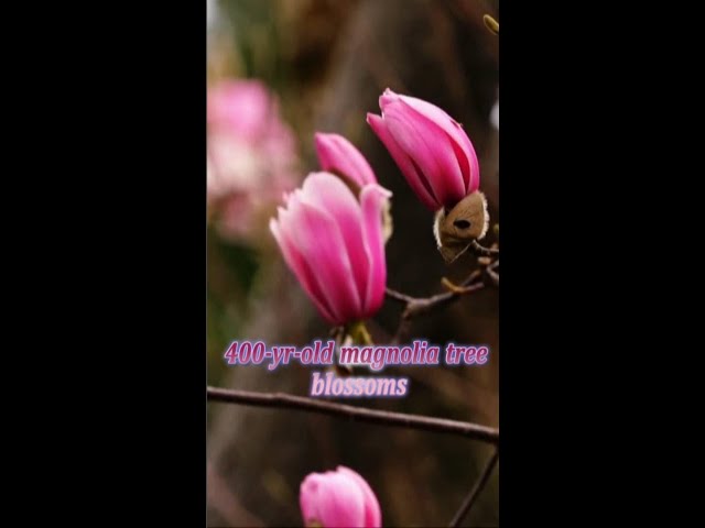 400-year-old magnolia tree blossoms in NW China