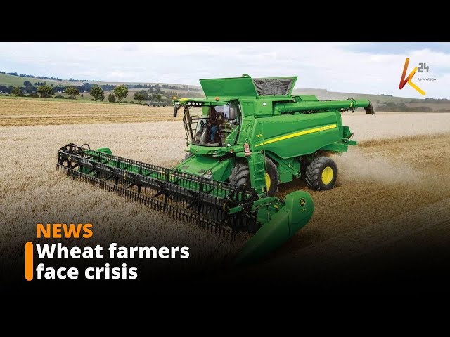 Wheat farmers face crisis over row with millers