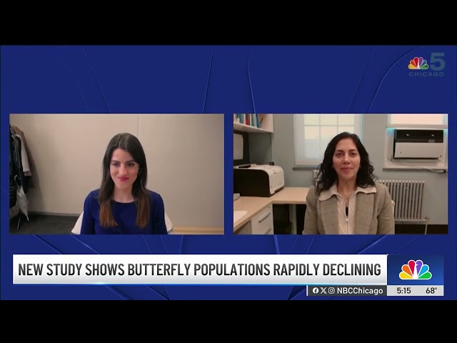 ⁣US butterfly population has declined, study shows