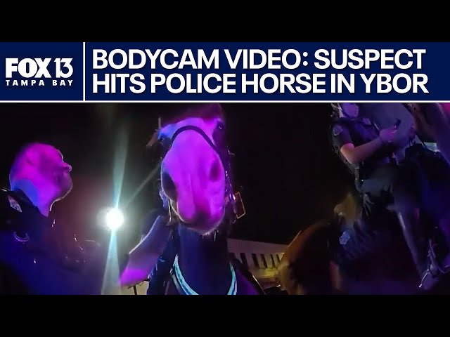 Tampa police horse struck by suspect in Ybor City as bars were closing