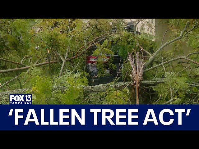 Florida lawmakers considering 'Fallen Tree Act'