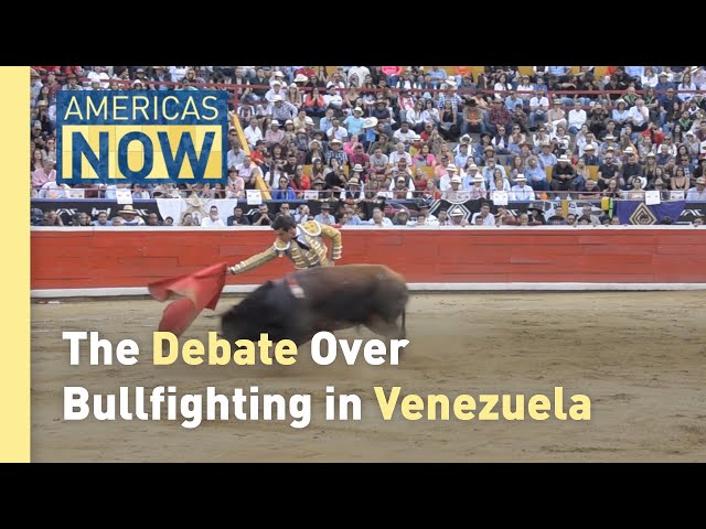 ⁣Bullfighting in Venezuela: Art or Animal Cruelty?