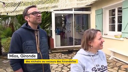 ⁣À Mios en Gironde, les particuliers accueillent des nichoirs pour protéger les hirondelles