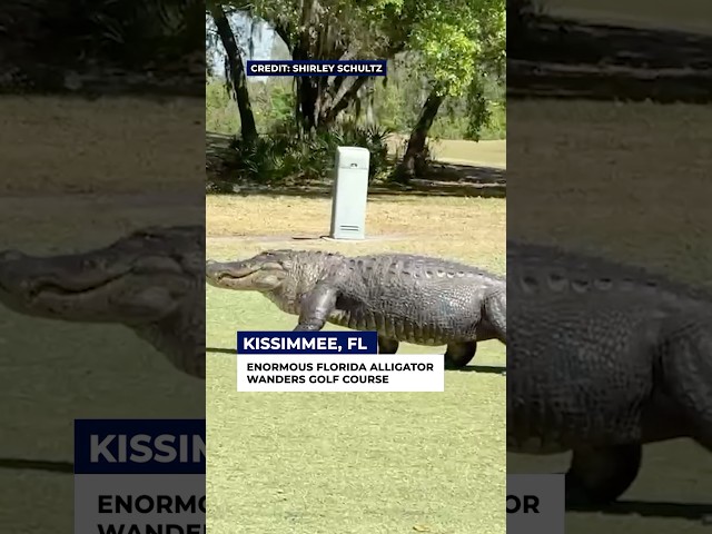 ⁣Enormous Florida alligator wanders golf course #florida #news #gator