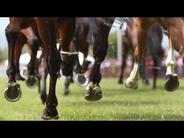 ⁣Racing Dreams panel discuss their long odds runner and short odds runner