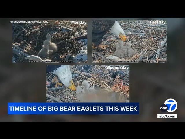 Timeline of Big Bear eaglets this week