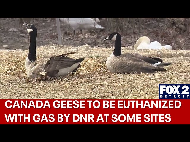 DNR to begin killing Canada geese with gas