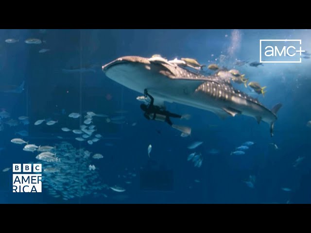 Saving Shark Embryos | Asia | BBC America