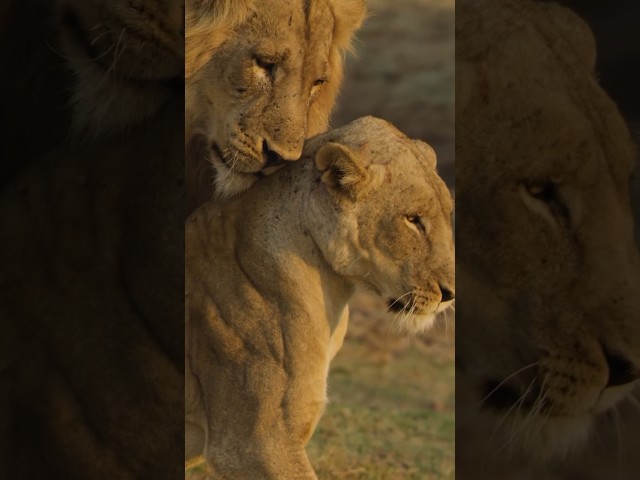 ⁣King of the jungle in love #shortsvideo #shortsfeed #shorts