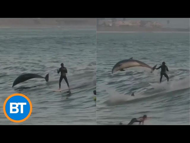 ⁣These adorable dolphins are 'making waves' for their silly surfing antics