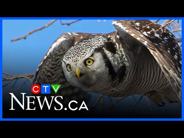 Rare guest from far north perched in Barrie