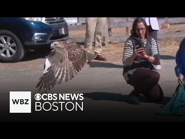 ⁣Hawk released back into wild after ingesting poison