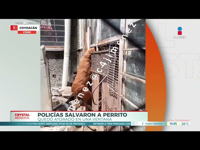 ⁣Policías salvaron a perrito atorado en una ventana en la CDMX | Noticias con Crystal Mendivil