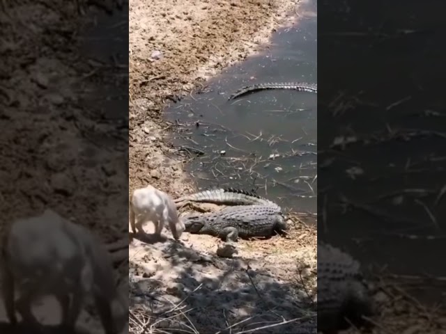 Crocodile Eats Baby Goat #botswana #animals #fyp