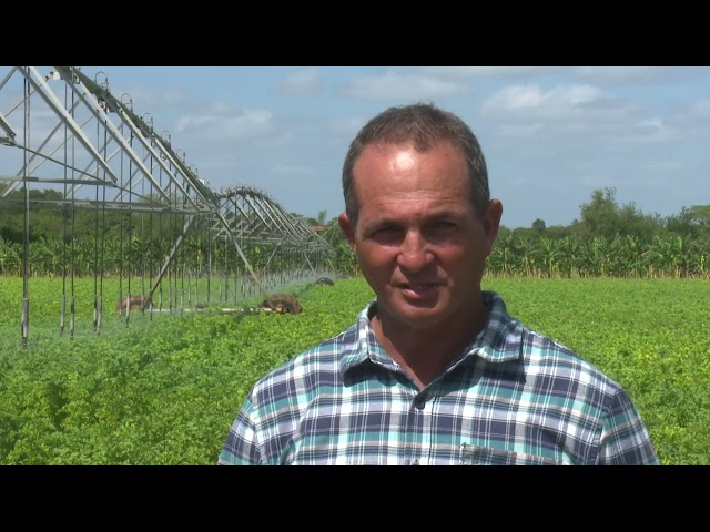 ⁣Productores de #LasTunas destacan potencialidades para extender cultivo de la papa en el territorio