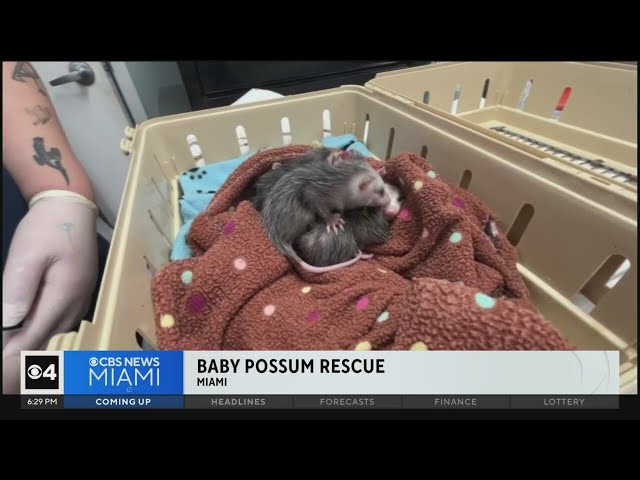 ⁣Pelican Harbor Seabird Station cares for orphaned opossums