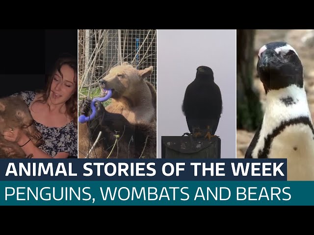 ⁣A blind penguin's prize hopes & a harassing hawk, watch ITV News' animal stories of th