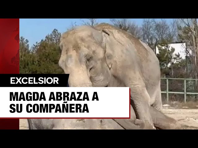 ⁣La elefanta Magda abraza a su compañera fallecida tras 20 años juntas.