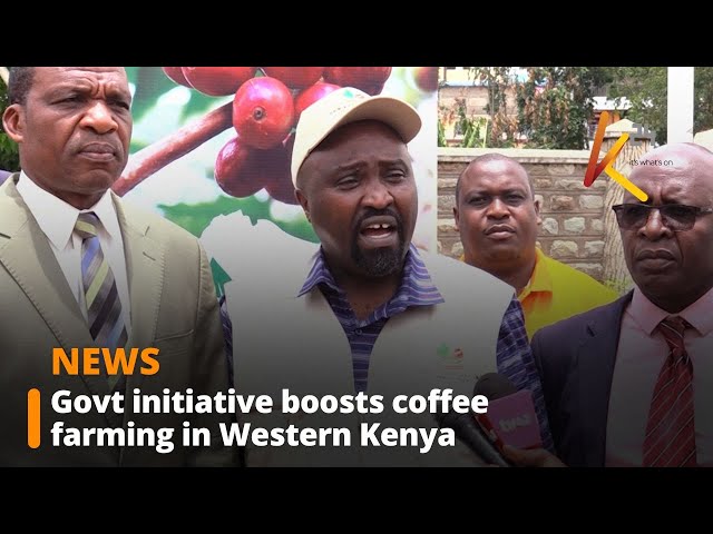 Govt initiative boosts coffee farming in Western Kenya