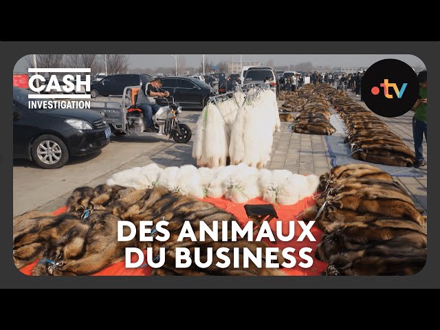 Luxe : des animaux du business - Cash investigation