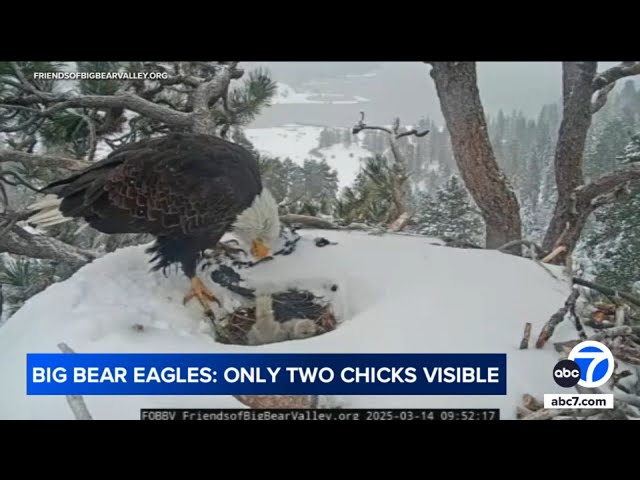 ⁣Trouble in the Big Bear eagle nest? Expert talks missing third eaglet