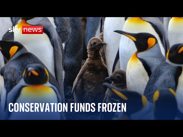 ⁣Conservation funds 'frozen' by the UK government concerns environmentalists