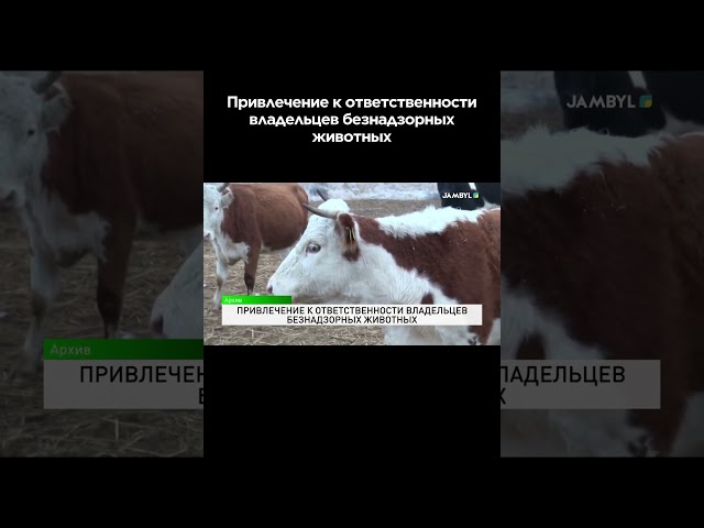 ⁣Привлечение к ответственности владельцев безнадзорных животных #shortvideo #shorts #жамбыл #новости