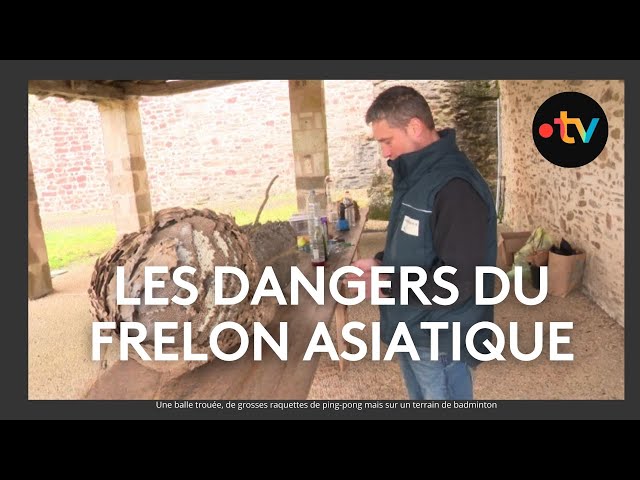 ⁣Les dangers du frelon asiatique