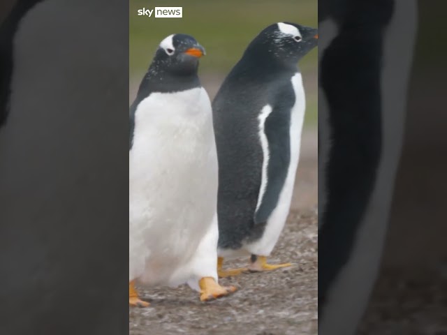 The Falklands' one million penguins