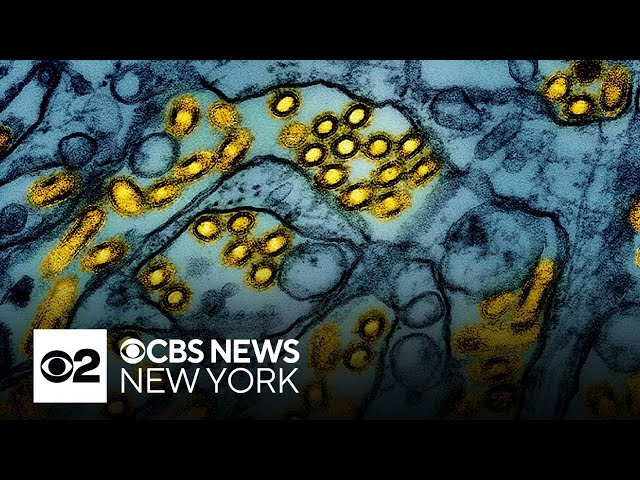 ⁣Bird flu spreads to 2 cats in New York City