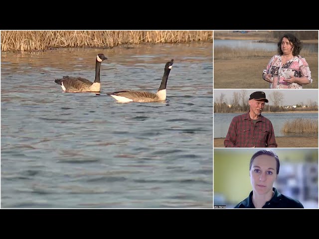 ⁣Residents push to protect goose population from gassing, killing by Michigan DNR