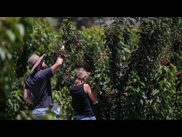 ⁣Increase in climate-affected produce