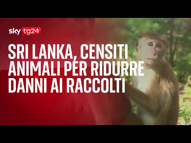 Sri Lanka, censiti animali per ridurre danni ai raccolti