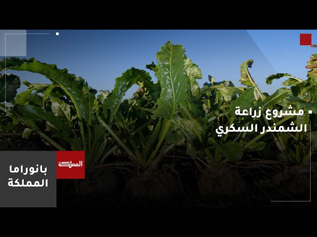 ⁣الحنيفات: مشروع زراعة الشمندر السكري سيوفّر حوالي 5 آلاف فرصة عمل