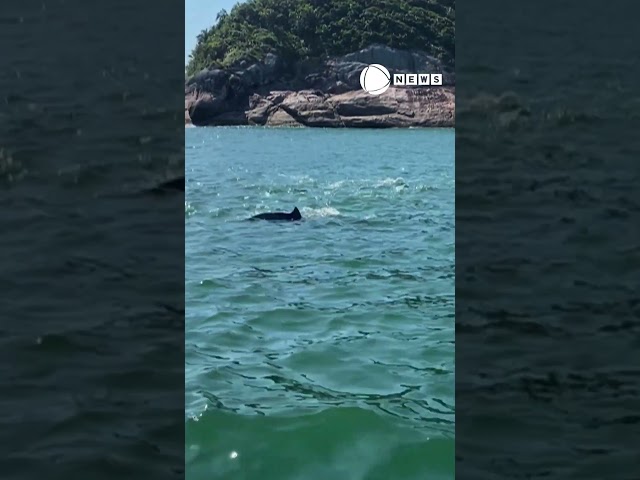 ⁣Vídeo: fotógrafa registra golfinhos e arraias no litoral de São Paulo.  #RecordNews #Shorts