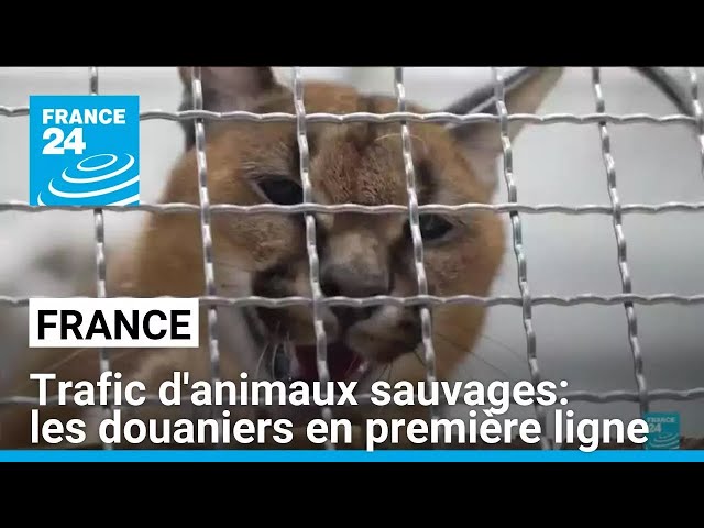 ⁣Trafic d'animaux sauvages et exotiques: les douaniers en première ligne • FRANCE 24