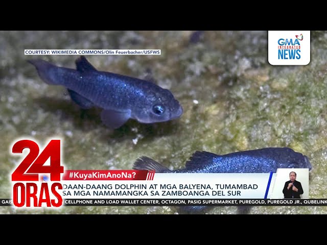 ⁣Daan-daang dolphin at mga balyena, tumambad sa Zamboanga del Sur; Endemic na Cebu Hawk-... | 24 Oras