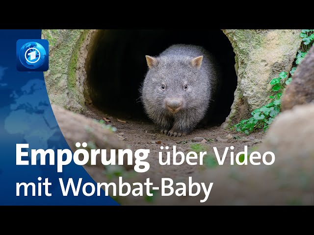 ⁣Empörung über Video mit Wombat-Baby: US-Influencerin hat Australien verlassen