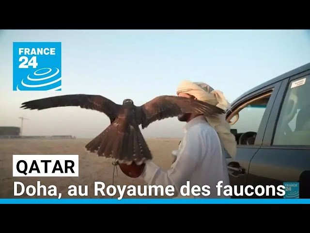 Qatar: Doha, au Royaume des faucons, véritable patrimoine du pays • FRANCE 24