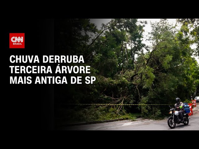 ⁣Queda de árvores em SP: Especialista explica impactos à cidade | AGORA CNN