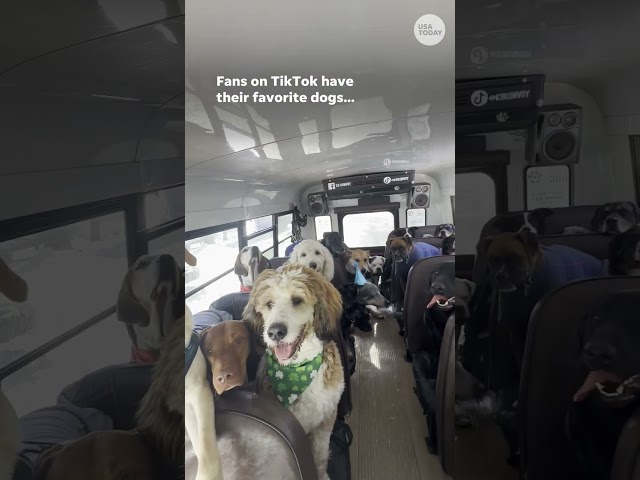 ⁣Dogs catch a ride and gain TikTok fans on this adorable school bus #Shorts