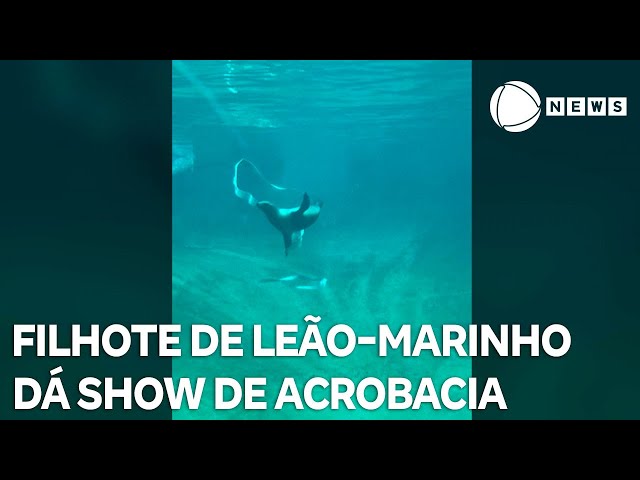 ⁣Filhote de leão-marinho dá show de acrobacia